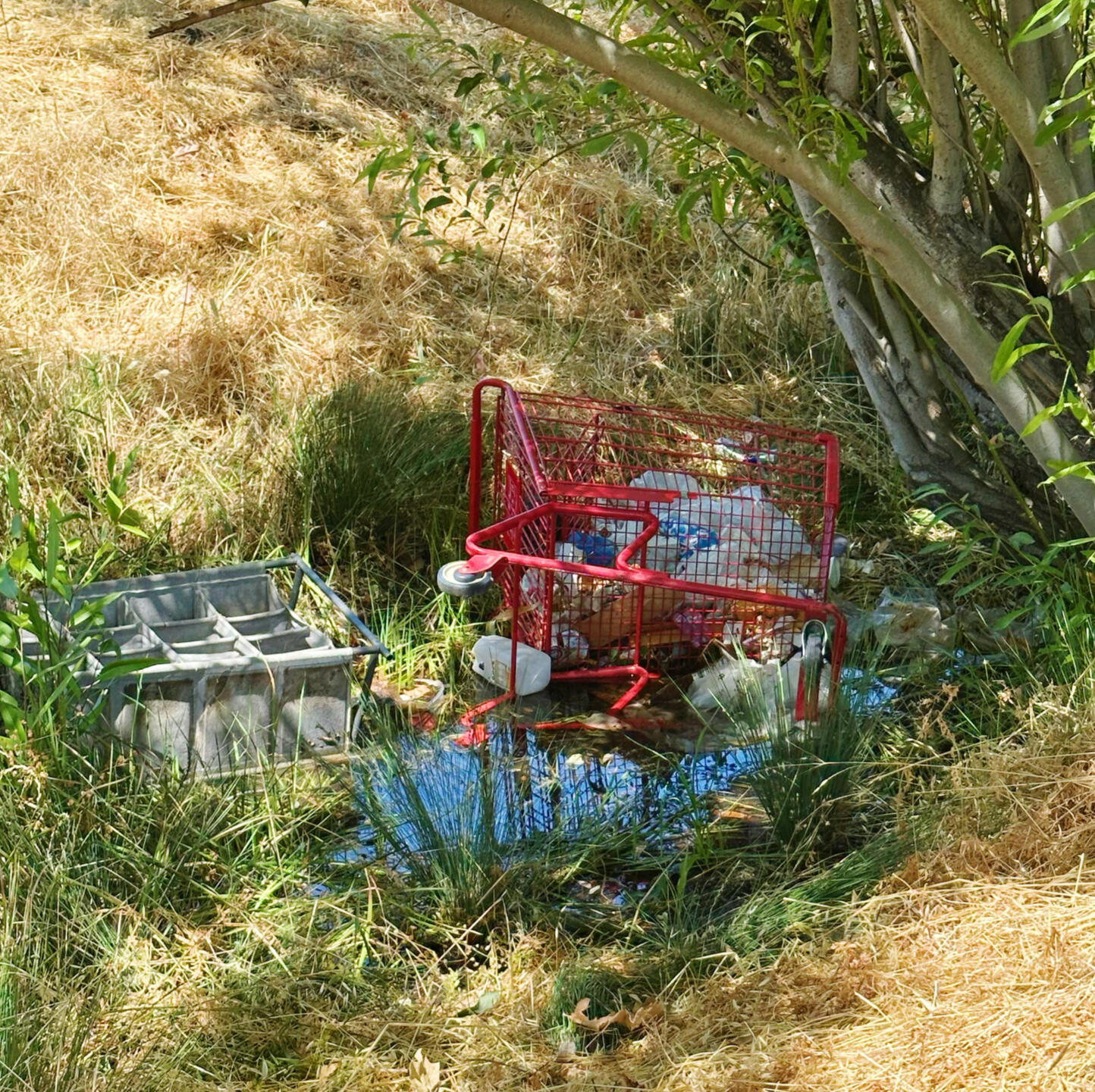 20250706 Santa Rosa, CA, USA